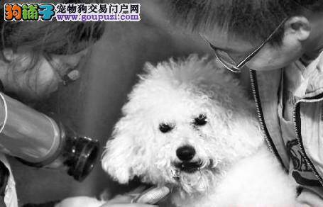 大型犬春节期间寄养价格翻倍仍爆满