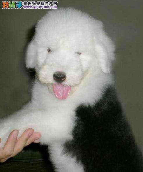 如何让古代牧羊犬健康过雨季