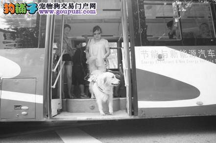 关注导盲犬活动的领域 愿导盲犬打车不再遭拒