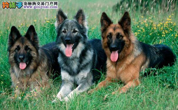 刚出生的德国牧羊犬幼犬喂养方法