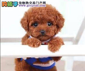 养犬应该这样做 这样饲养泰迪犬最健康