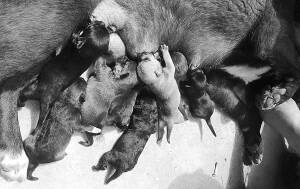 “狗奶妈”拯救了八只小幼狼