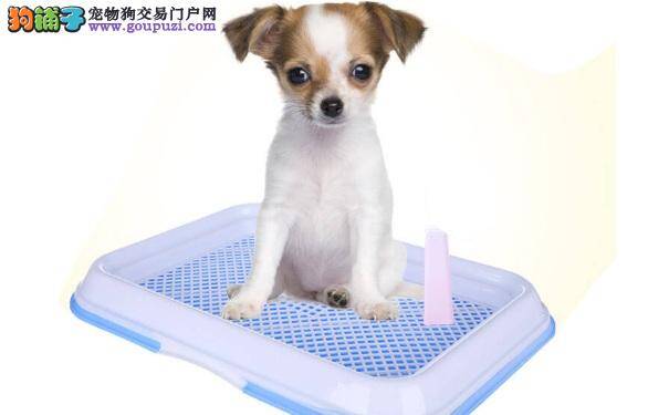 养狗必知 室内除狗臭的方法