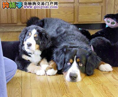 挑选常识 教你如何选择合适的伯恩山犬