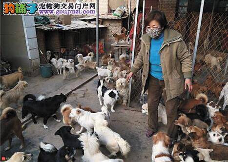 爱心女教师卖房 养240多只流浪狗