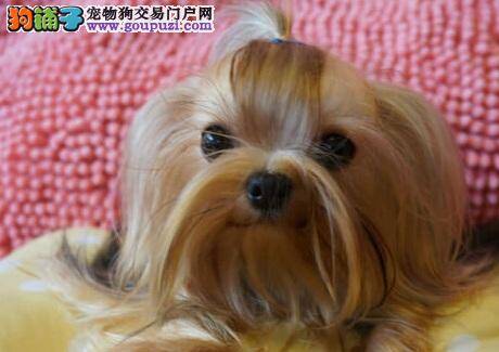 我家约克夏鼻子干，有点咳嗽是为什么