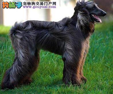 阿富汗猎犬美容效果好坏的关键——梳理毛发