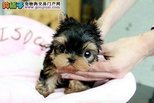 给约克夏买狗粮的相关意见