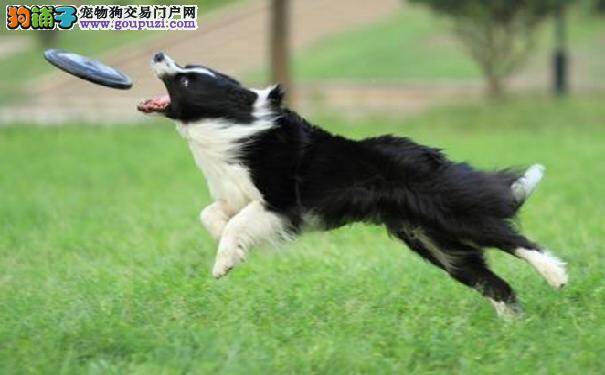 选宠备忘录 世界犬种智商排行智商最高的10种狗狗