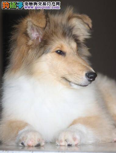 苏格兰牧羊犬关节处开始脱毛如何是好