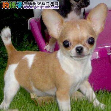 狗狗护理大全 怎样给吉娃娃的屁股做护理