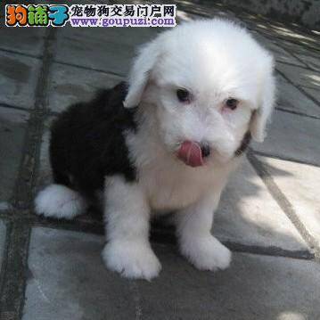 如何给古代牧羊犬的毛发做护理