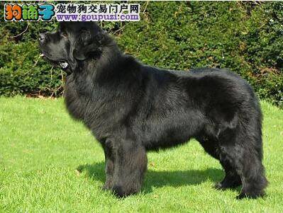 纽芬兰犬饲料中的常见成份—动物蛋白质篇