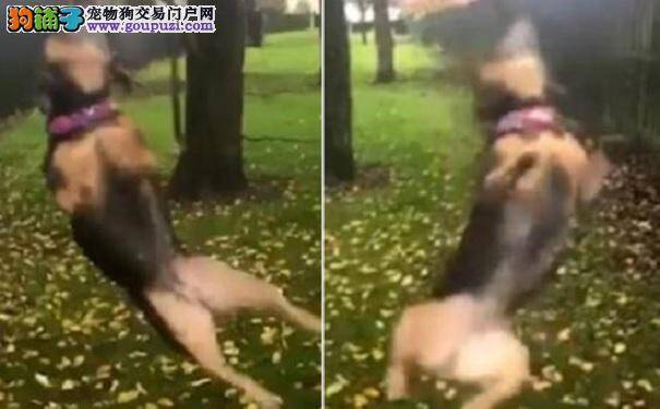 泰迪犬咬人 狗主人:没咬破没关系