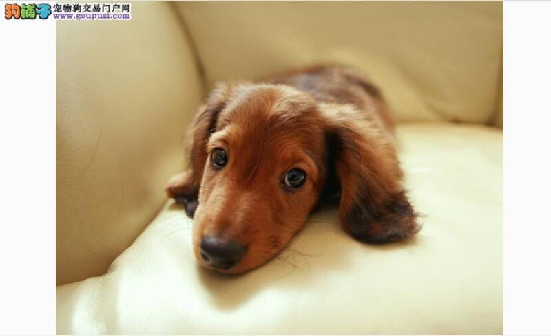 想要买到好的腊肠犬这篇文章一定要看