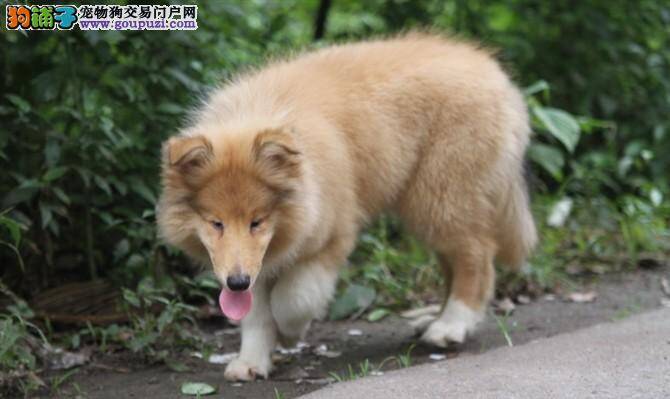 苏格兰牧羊犬的皮肤红肿，有皮屑应如何医治