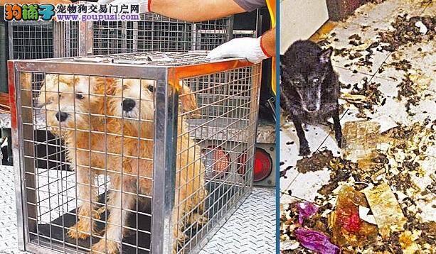 房客狗屎熏邻，屋主跨海救7犬