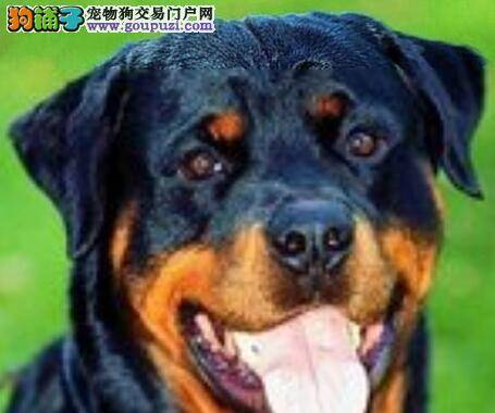 宠物医生支招三个步骤完成罗威纳犬挤肛门腺任务