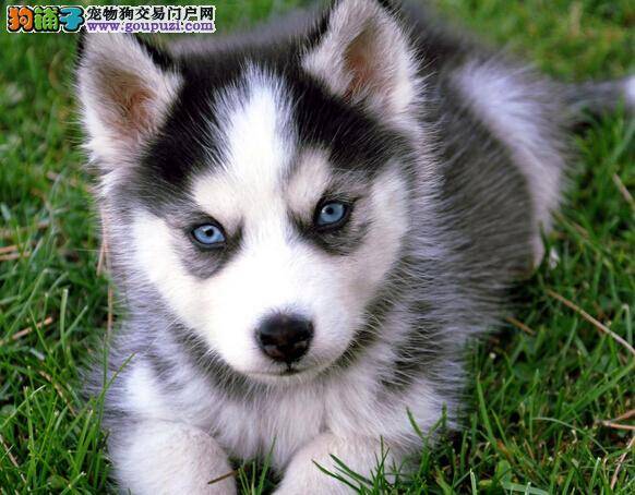 超人气训狗指南 哈士奇佩戴项圈的好处及功能