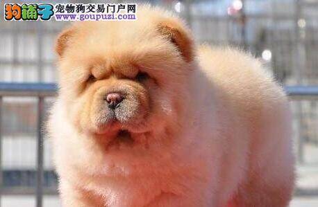 松狮犬咳嗽还流浓鼻涕如何是好