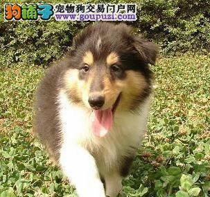 买苏格兰牧羊犬首要原则