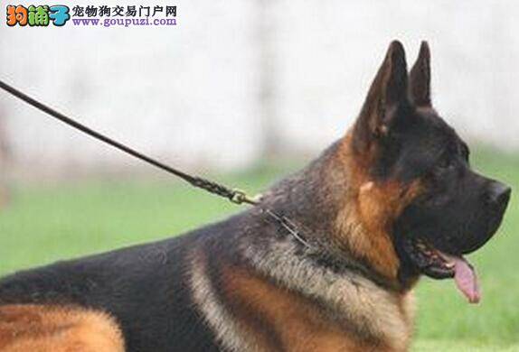 德国牧羊犬怎样能成为“迎宾小姐”