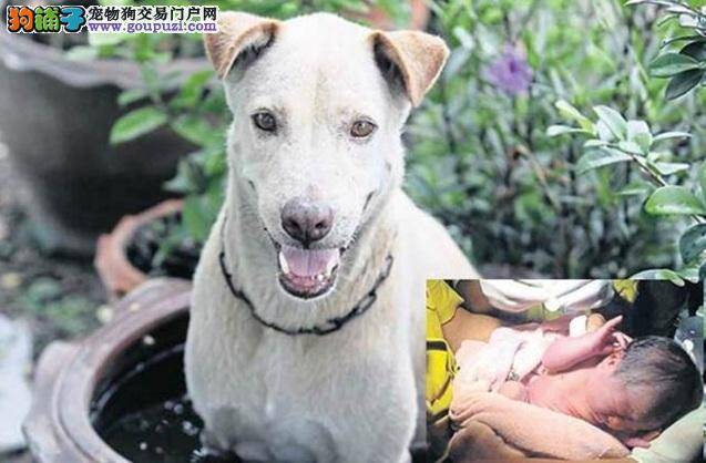 善良流浪狗勇斗恶犬，只为拯救被弃女婴