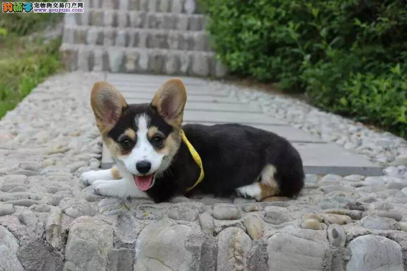 50天的柯基犬不爱吃狗粮，有什么解决办法