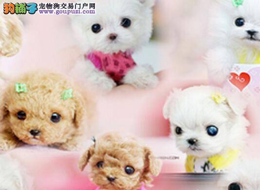 宠物高手告诉你如何训练茶杯犬养成拒食本领