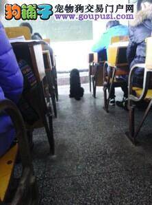 狗狗成学霸而出名 最喜欢蹭高数课