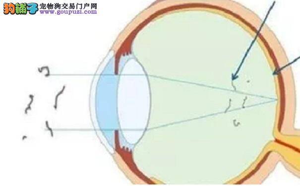 男子长期养狗被寄生虫传染 眼睛长出晶莹小"珍珠"