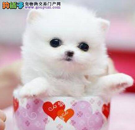 有益食物种类大全 最适合茶杯犬食用的食物都有哪些