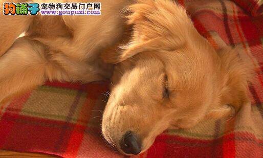 三招定乾坤 赛级金毛犬的美容护理方法