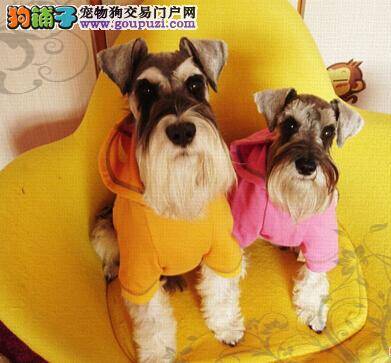 做好十个思想准备，让你轻轻松松的训练雪纳瑞