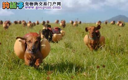 千百只腊肠犬扮成热狗模样在草原上奔跑
