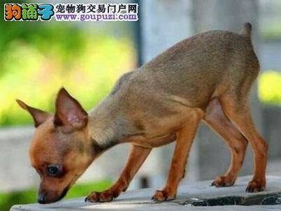 小鹿犬今天排便有点困难，请问应如何解决