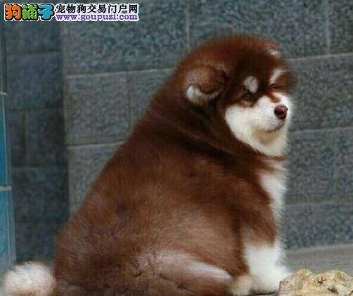 3个月的阿拉斯加犬注射什么疫苗好