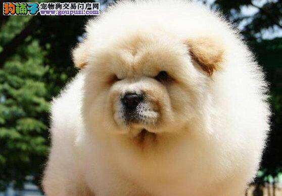 我家松狮犬眼睛里全是分泌物是什么情况