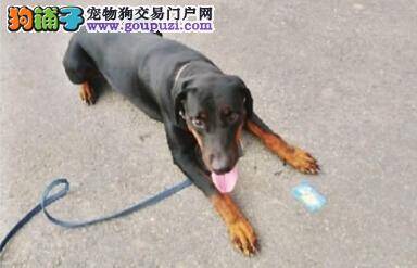 《神犬小七》传递正能量 主打现代人犬情