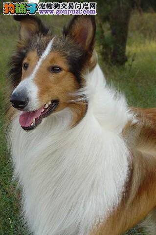 两个月苏格兰牧羊犬打喷嚏，流鼻涕怎么办