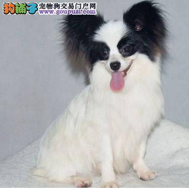 选购健康蝴蝶犬，为你生活找乐子