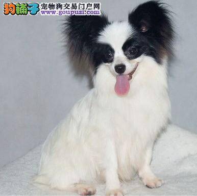 乱咬东西的蝴蝶犬绝不姑息