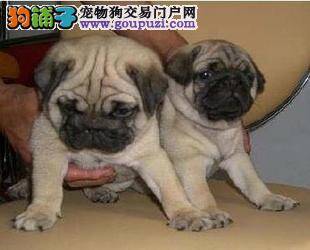 巴哥犬最近大便带血是怎么了，没事吧