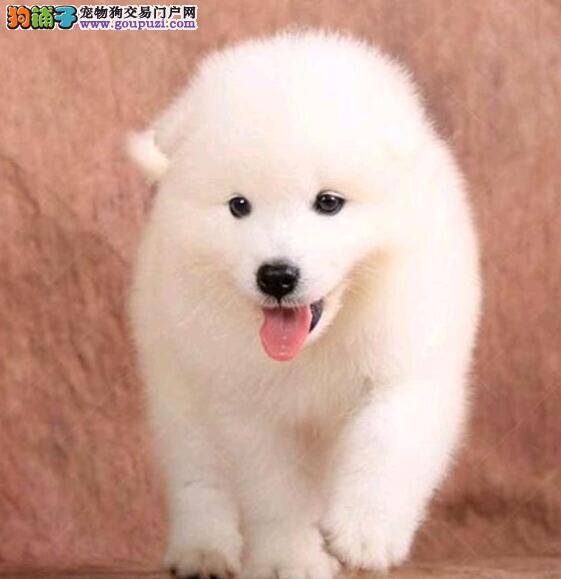 萨摩耶母犬怀孕的相关知识与征兆