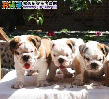 斗牛犬最近有点发烧，咳嗽没事吧