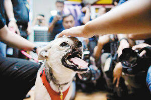 因营救主人而受伤 菲律宾德国牧羊犬受到人们尊敬