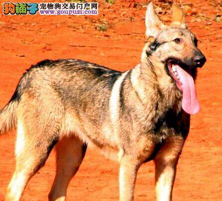 狗狗孕期大百科 哪些事情会导致昆明犬流产