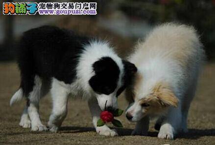 喂养事项全分析 饲养边境牧羊犬应怎样喂食