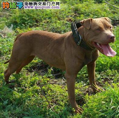 详细说明给比特犬补钙的配给量