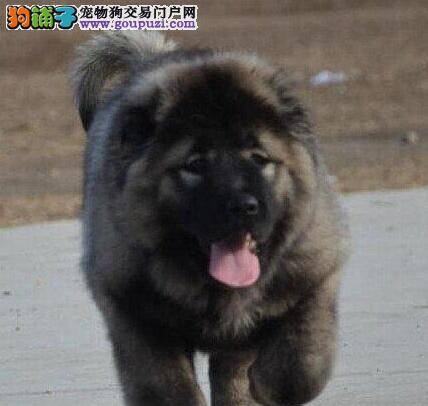 高加索犬总喜欢咬人，怎么纠正这个行为